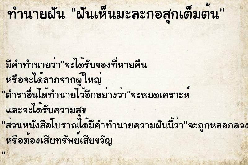 ทำนายฝันฝันเห็นมะละกอสุกเต็มต้น ทำนายฝันทำนายฝันฝันเห็นมะละกอสุกเต็มต้น