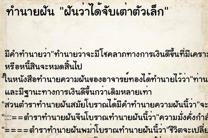 ทำนายฝันฝันว่าได้จับเต่าตัวเล็ก ทำนายฝันทำนายฝันฝันว่าได้จับเต่าตัวเล็ก