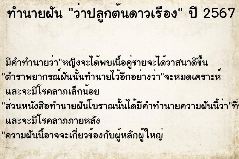 ทำนายฝัน ว่าปลูกต้นดาวเรือง ทำนายฝัน ว่าปลูกต้นดาวเรือง