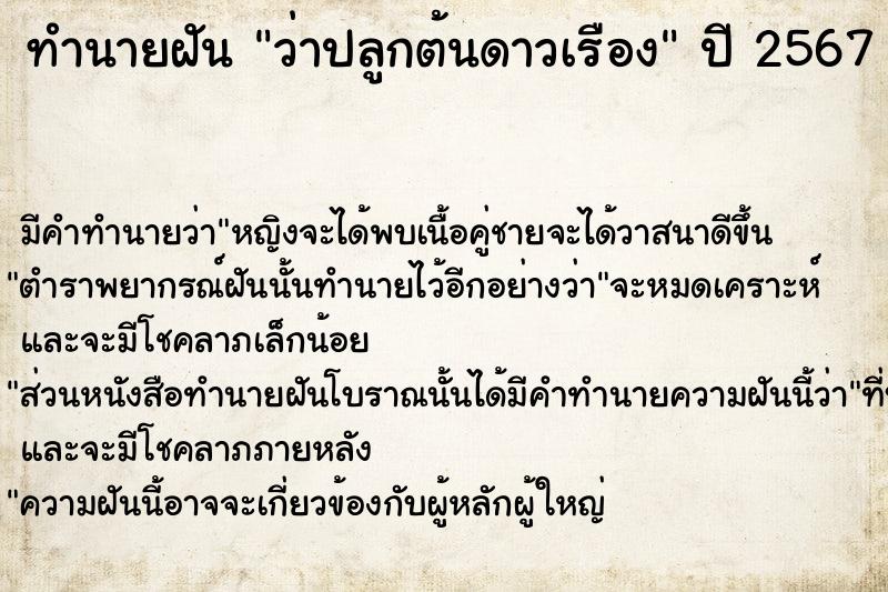 ทำนายฝัน ว่าปลูกต้นดาวเรือง ตำราโบราณ แม่นที่สุดในโลก