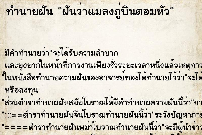 ทำนายฝัน ฝันว่าแมลงภู่บินตอมหัว ทำนายฝัน ฝันว่าแมลงภู่บินตอมหัว