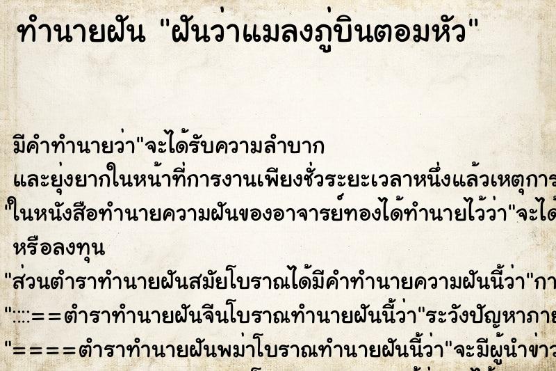 ทำนายฝัน ฝันว่าแมลงภู่บินตอมหัว ตำราโบราณ แม่นที่สุดในโลก