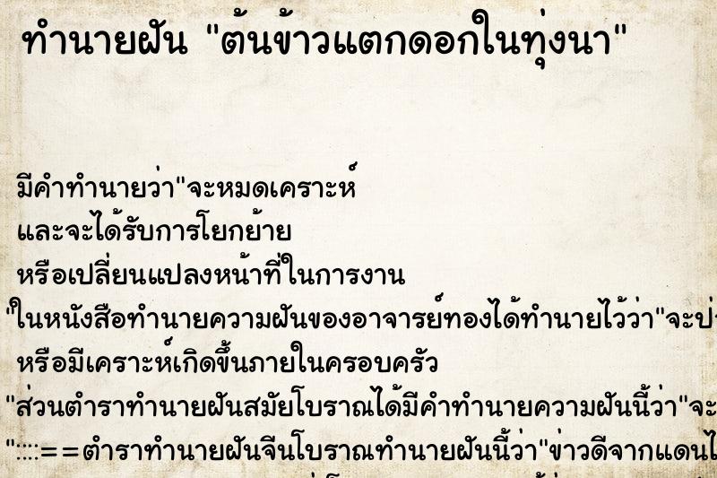 ทำนายฝันต้นข้าวแตกดอกในทุ่งนา ทำนายฝันทำนายฝันต้นข้าวแตกดอกในทุ่งนา