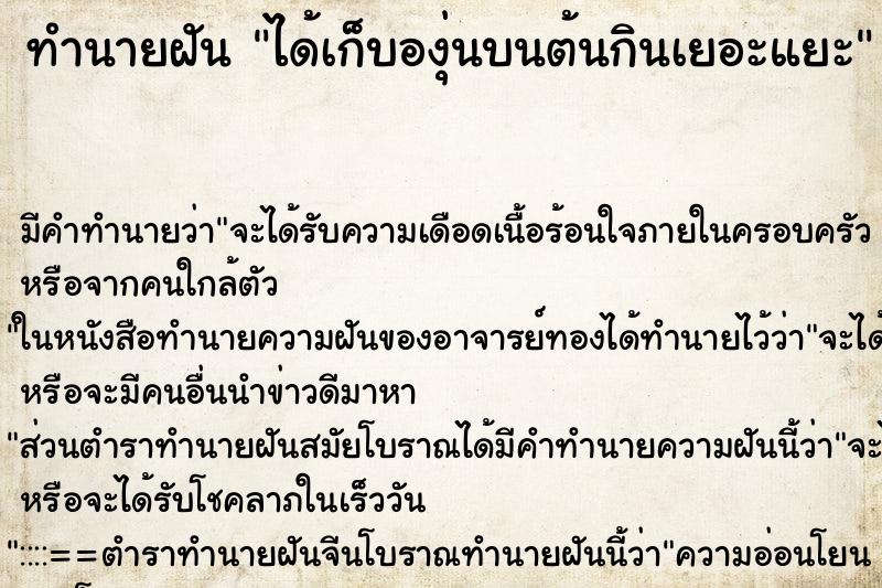 ทำนายฝันได้เก็บองุ่นบนต้นกินเยอะแยะ ทำนายฝันทำนายฝันได้เก็บองุ่นบนต้นกินเยอะแยะ
