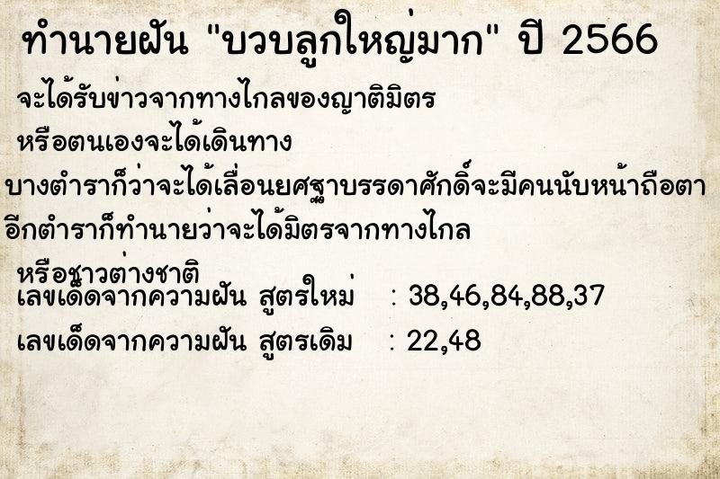 ทำนายฝัน บวบลูกใหญ่มาก ทำนายฝัน บวบลูกใหญ่มาก