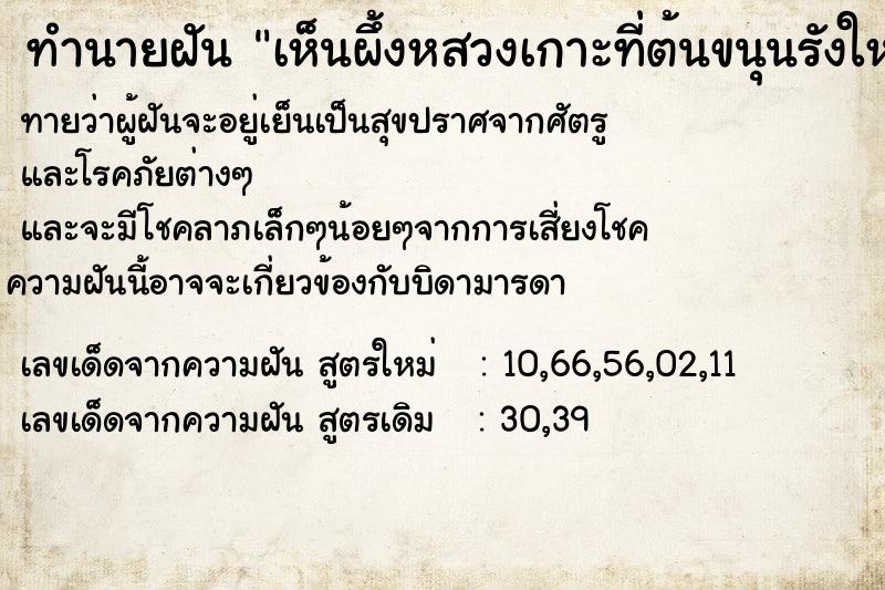 ทำนายฝันเห็นผึ้งหสวงเกาะที่ต้นขนุนรังใหญ่ ทำนายฝันทำนายฝันเห็นผึ้งหสวงเกาะที่ต้นขนุนรังใหญ่