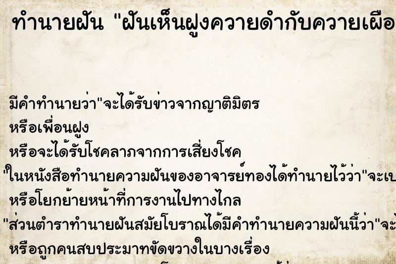 ทำนายฝันฝันเห็นฝูงควายดำกับควายเผือก ทำนายฝันทำนายฝันฝันเห็นฝูงควายดำกับควายเผือก
