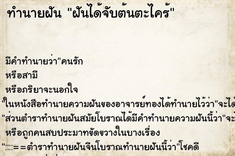 ทำนายฝันฝันได้จับต้นตะไคร้ ทำนายฝันทำนายฝันฝันได้จับต้นตะไคร้