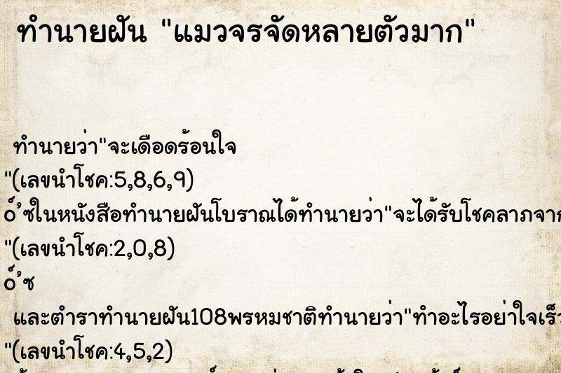 ทำนายฝันทำนายฝันแมวจรจัดหลายตัวมาก