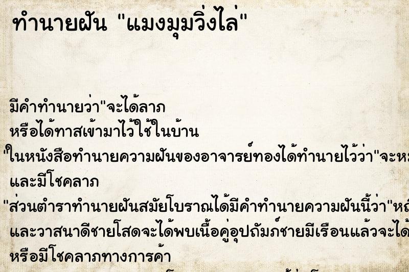 ทำนายฝัน แมงมุมวิ่งไล่
