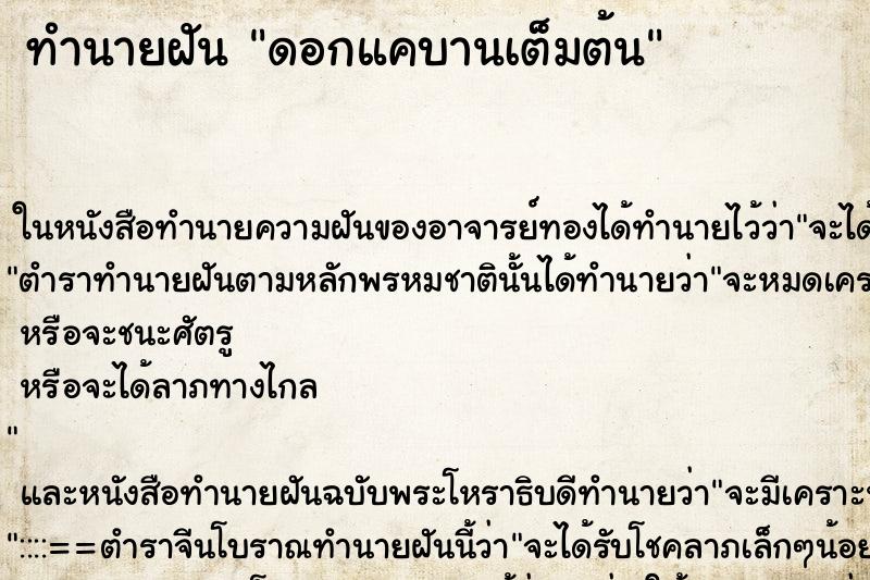 ทำนายฝันดอกแคบานเต็มต้น ทำนายฝันทำนายฝันดอกแคบานเต็มต้น