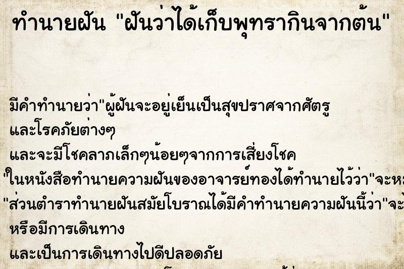 ทำนายฝัน ฝันว่าได้เก็บพุทรากินจากต้น ทำนายฝัน ฝันว่าได้เก็บพุทรากินจากต้น