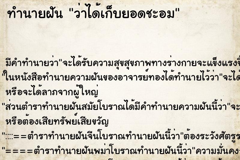 ทำนายฝัน ว่าได้เก็บยอดชะอม ทำนายฝัน ว่าได้เก็บยอดชะอม