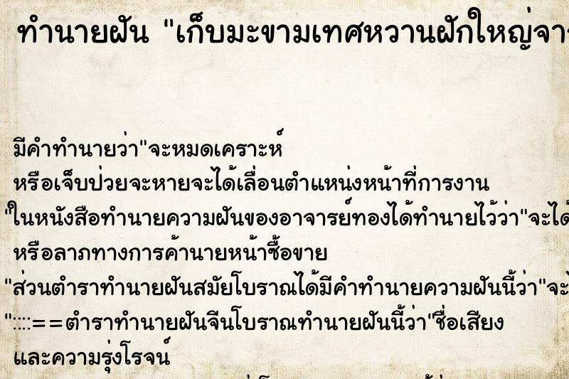 ทำนายฝันทำนายฝันเก็บมะขามเทศหวานฝักใหญ่จากต้นกินหลายฝัก