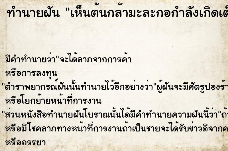 ทำนายฝันเห็นต้นกล้ามะละกอกำลังเกิดเต็มแปลงเพาะ ทำนายฝันทำนายฝันเห็นต้นกล้ามะละกอกำลังเกิดเต็มแปลงเพาะ