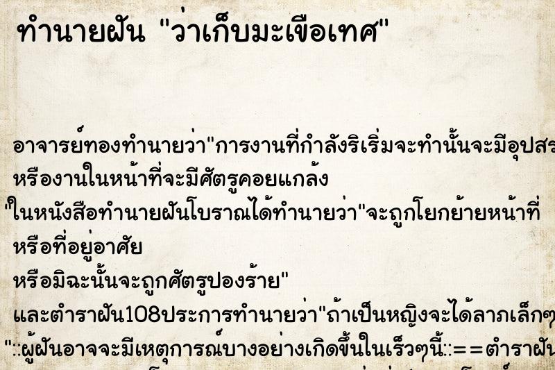 ทำนายฝันว่าเก็บมะเขือเทศ ทำนายฝันทำนายฝันว่าเก็บมะเขือเทศ