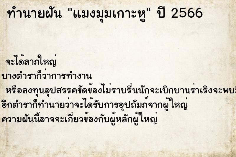 ทำนายฝันแมงมุมเกาะหู ทำนายฝันทำนายฝันแมงมุมเกาะหู