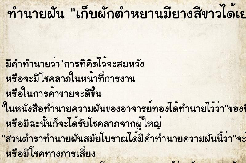 ทำนายฝัน เก็บผักตำหยานมียางสีขาวได้เยอะมาก ทำนายฝัน เก็บผักตำหยานมียางสีขาวได้เยอะมาก
