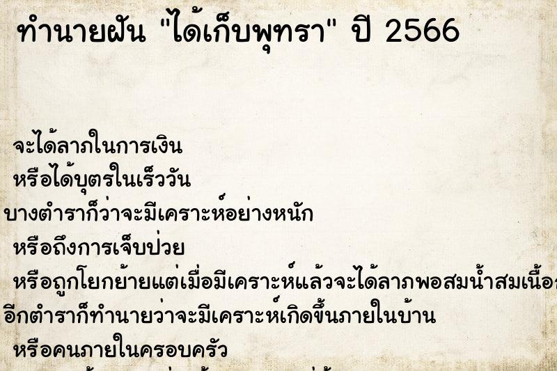 ทำนายฝันได้เก็บพุทรา ทำนายฝันทำนายฝันได้เก็บพุทรา