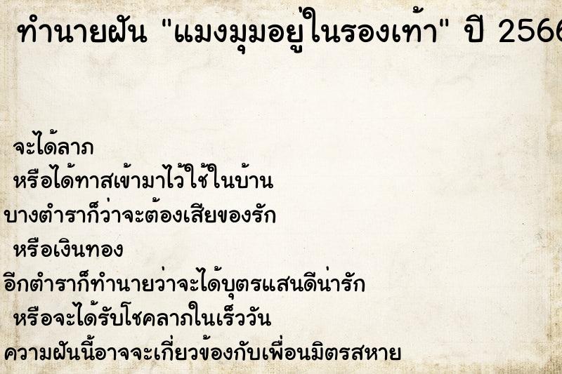 ทำนายฝันแมงมุมอยู่ในรองเท้า ทำนายฝันทำนายฝันแมงมุมอยู่ในรองเท้า