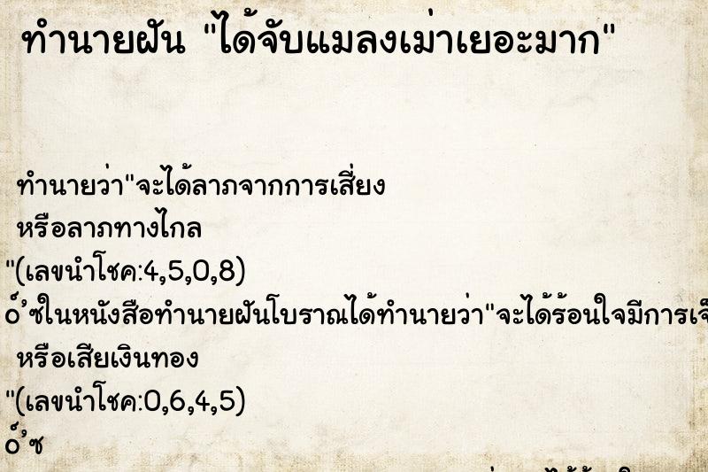 ทำนายฝัน ได้จับแมลงเม่าเยอะมาก