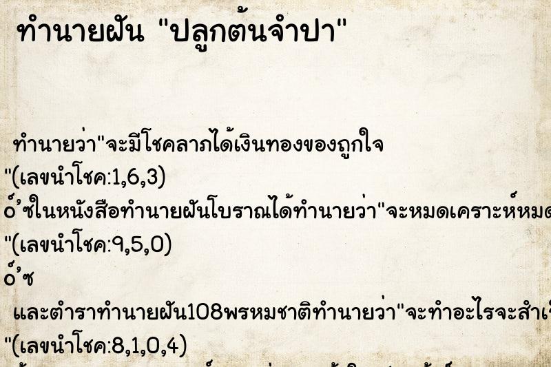 ทำนายฝันปลูกต้นจำปา ทำนายฝันทำนายฝันปลูกต้นจำปา