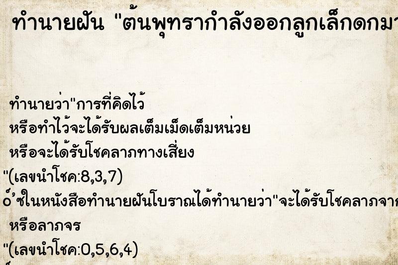 ทำนายฝัน ต้นพุทรากำลังออกลูกเล็กดกมากเต็มต้น ทำนายฝัน ต้นพุทรากำลังออกลูกเล็กดกมากเต็มต้น