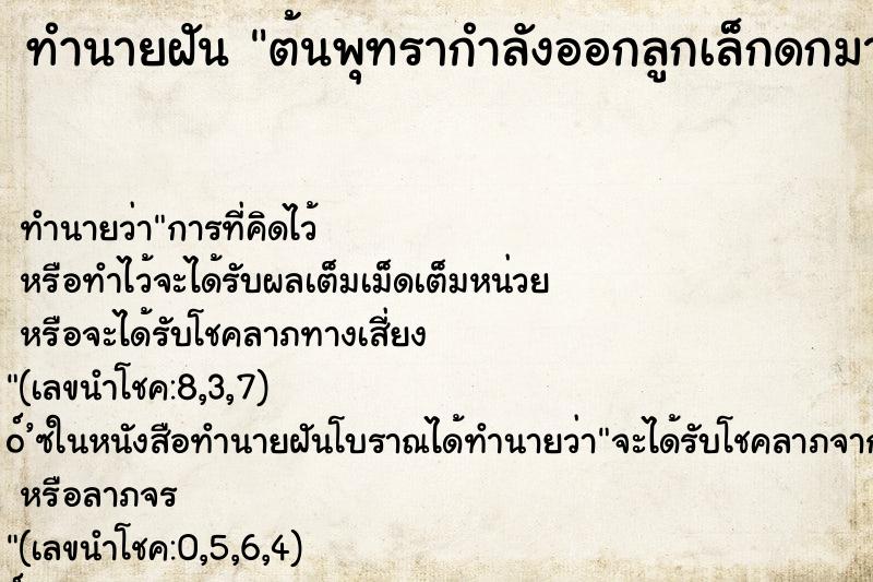 ทำนายฝัน ต้นพุทรากำลังออกลูกเล็กดกมากเต็มต้น ตำราโบราณ แม่นที่สุดในโลก