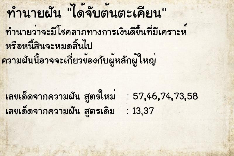 ทำนายฝัน ได้จับต้นตะเคียน ทำนายฝัน ได้จับต้นตะเคียน