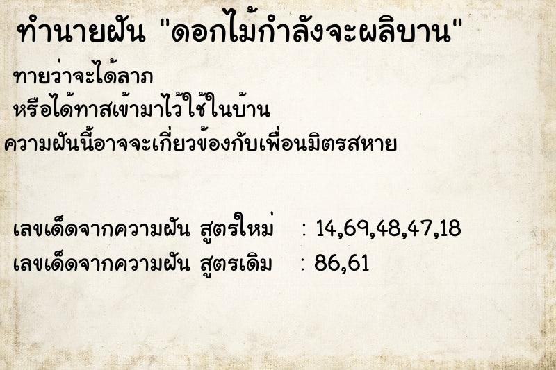 ทำนายฝันดอกไม้กำลังจะผลิบาน ทำนายฝันทำนายฝันดอกไม้กำลังจะผลิบาน