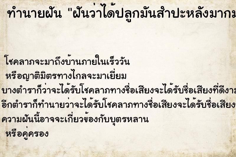 ทำนายฝันทำนายฝันฝันว่าได้ปลูกมันสำปะหลังมากมายฝันเห็นมันมากมาย