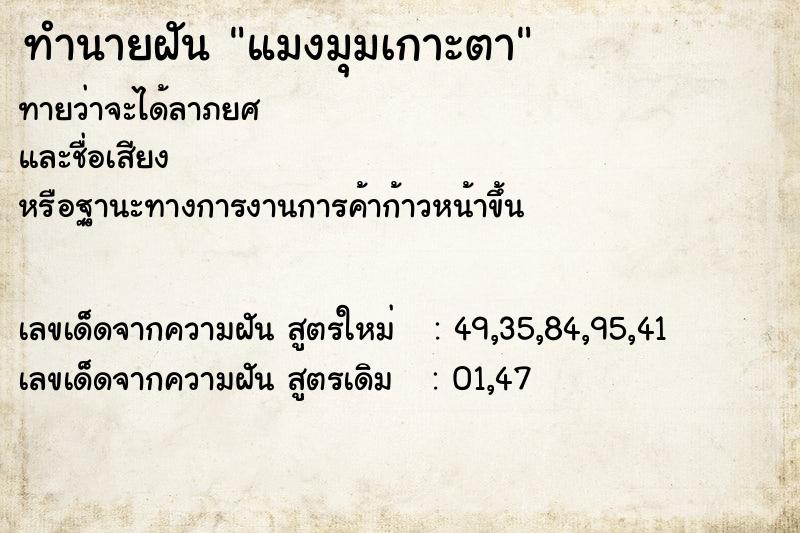 ทำนายฝัน แมงมุมเกาะตา ทำนายฝัน แมงมุมเกาะตา