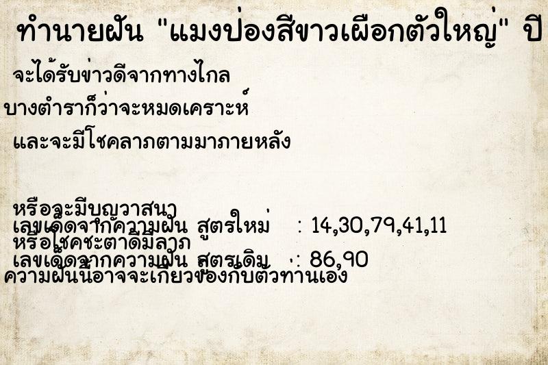 ทำนายฝัน แมงป่องสีขาวเผือกตัวใหญ่ ทำนายฝัน แมงป่องสีขาวเผือกตัวใหญ่