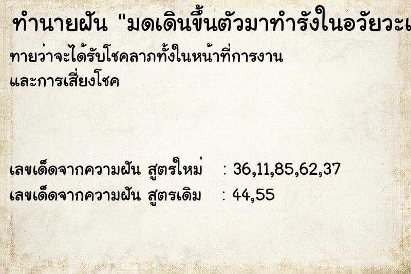 ทำนายฝัน มดเดินขึ้นตัวมาทำรังในอวัยวะเพศ ทำนายฝัน มดเดินขึ้นตัวมาทำรังในอวัยวะเพศ