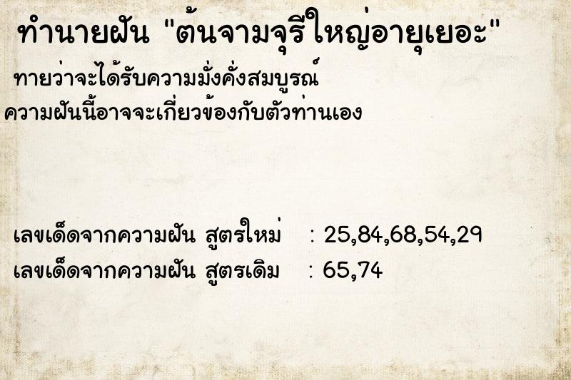 ทำนายฝัน ต้นจามจุรีใหญ่อายุเยอะ ทำนายฝัน ต้นจามจุรีใหญ่อายุเยอะ