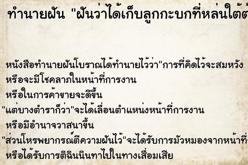 ทำนายฝัน ฝันว่าได้เก็บลูกกะบกที่หล่นใต้ต้น ทำนายฝัน ฝันว่าได้เก็บลูกกะบกที่หล่นใต้ต้น