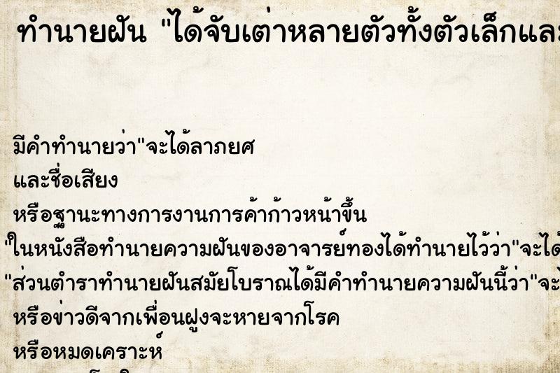ทำนายฝัน ได้จับเต่าหลายตัวทั้งตัวเล็กและใหญ่แม่นๆ ฟรี ด้วยตำราหนังสือทำนายฝันโบราณ ทำนายฝันได้จับเต่าหลายตัวทั้งตัวเล็กและใหญ่