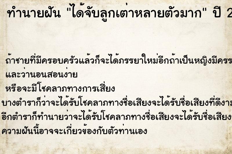 ทำนายฝันทำนายฝันได้จับลูกเต่าหลายตัวมาก