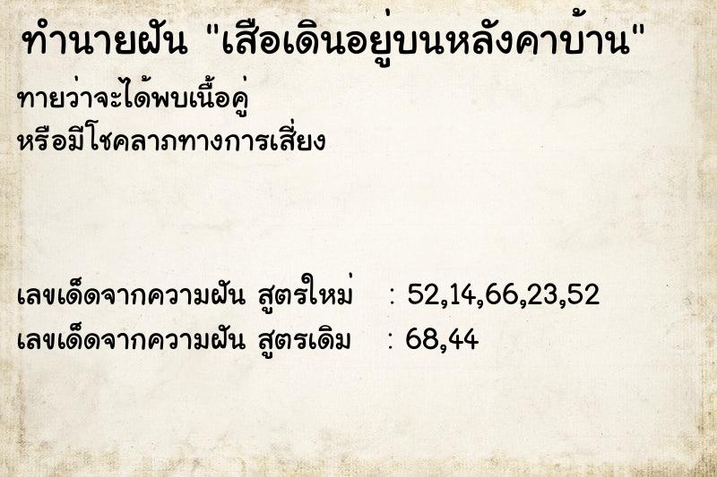 ทำนายฝันเสือเดินอยู่บนหลังคาบ้าน ทำนายฝันทำนายฝันเสือเดินอยู่บนหลังคาบ้าน