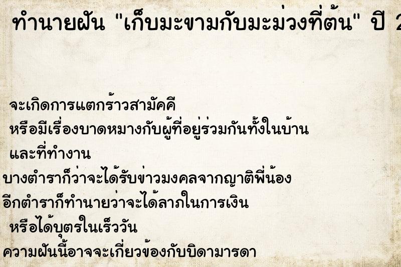 ทำนายฝันเก็บมะขามกับมะม่วงที่ต้น ทำนายฝันทำนายฝันเก็บมะขามกับมะม่วงที่ต้น