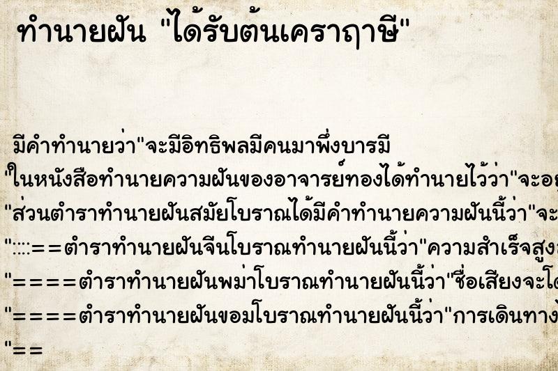 ทำนายฝัน ได้รับต้นเคราฤาษี ทำนายฝัน ได้รับต้นเคราฤาษี