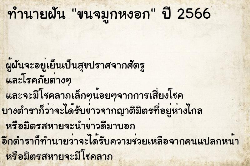 ทำนายฝัน ขนจมูกหงอก ทำนายฝัน ขนจมูกหงอก