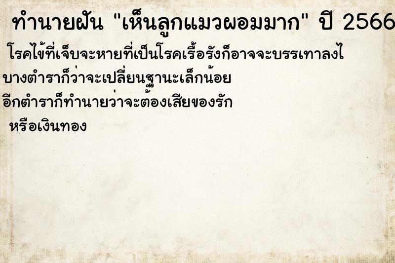 ทำนายฝันเห็นลูกแมวผอมมาก ทำนายฝันทำนายฝันเห็นลูกแมวผอมมาก