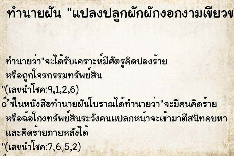 ทำนายฝันทำนายฝันแปลงปลูกผักผักงอกงามเขียวขจี