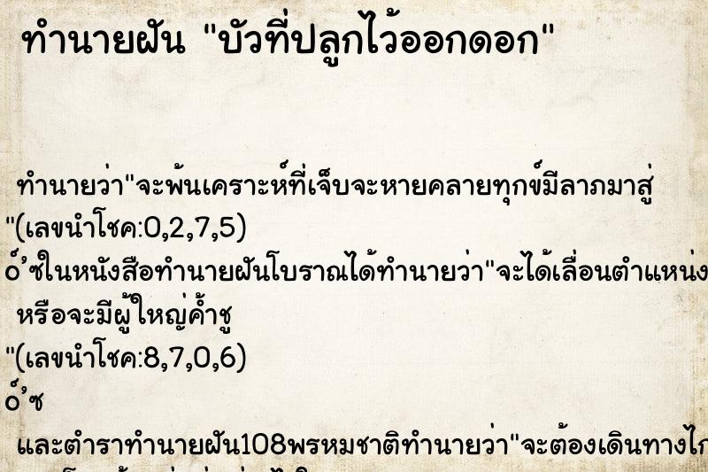 ทำนายฝันบัวที่ปลูกไว้ออกดอก ทำนายฝันทำนายฝันบัวที่ปลูกไว้ออกดอก