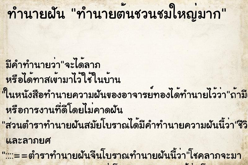 ทำนายฝันทำนายฝันทำนายต้นชวนชมใหญ่มาก