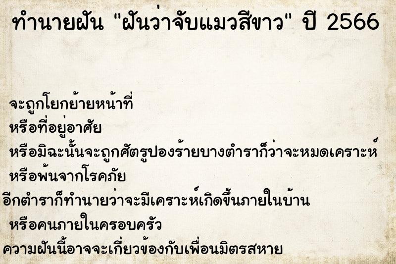 ทำนายฝันฝันว่าจับแมวสีขาว ทำนายฝันทำนายฝันฝันว่าจับแมวสีขาว