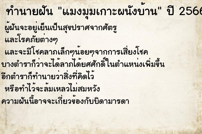 ทำนายฝัน แมงมุมเกาะผนังบ้าน ทำนายฝัน แมงมุมเกาะผนังบ้าน