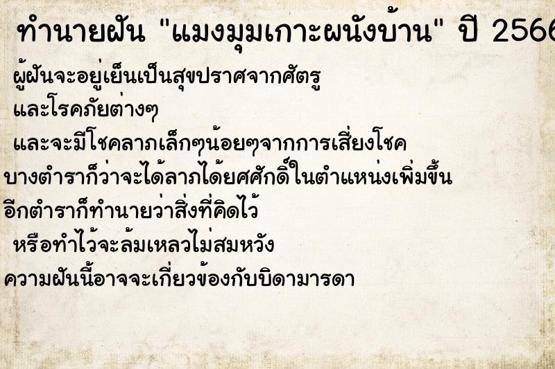 ทำนายฝัน แมงมุมเกาะผนังบ้าน ตำราโบราณ แม่นที่สุดในโลก