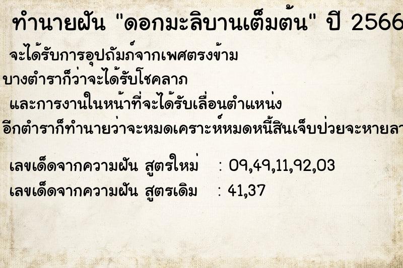 ทำนายฝัน ดอกมะลิบานเต็มต้น